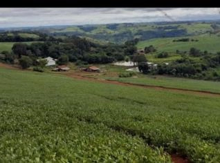 Fazenda de 75 Alqueires em Pitanga, PR