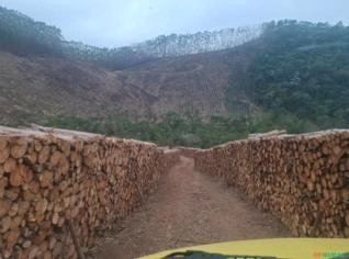 Lenhas Eucalipto - Nazaré Paulista