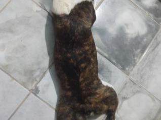 Buldogue Francês Fêmea - 2 anos