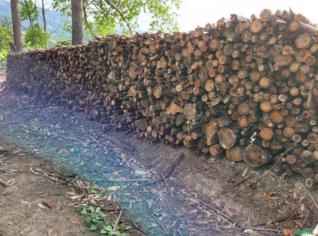 Lenha de Eucalipto de Qualidade - Belo Horizonte