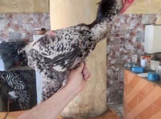 Galo Índio Gigante - 1,7cm - Nova Iguaçu