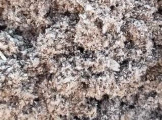 Casca do caroço de algodão - Alimento Volumoso