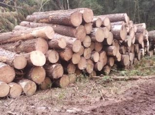 Toras de Pinus Taeda até 40 cm - São Francisco de Paula