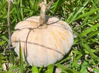 Abóbora Fresca de Feira de Santana