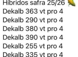 Semente de Milho - Saco em Araguari, MG