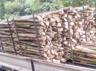 Delicioso Palmito Pupunha em Registro - SP