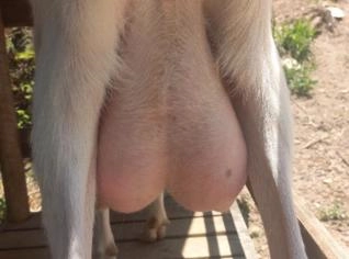 Cabra Saanen à Venda