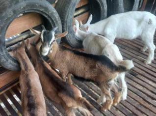 Cabras Saanen Filhotes em Belo Horizonte