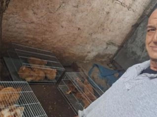 Galinha Isa Brown em São Paulo