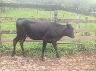 Vaca de Corte - R$ 2.800 em Resende/RJ