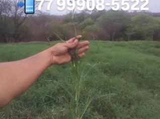 Mudas Tifton 85 - Alta Qualidade em Brumado, BA