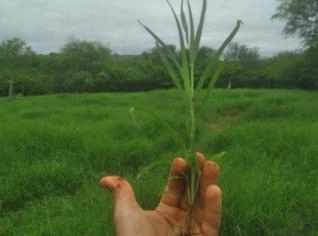 TIFTON 85 - Muda de Tifton em Brumado, BA