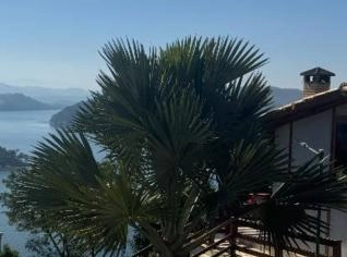 Palmeira Azul Saudável - 3 Metros em Igaratá - SP