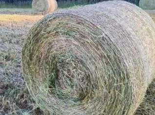 Forragem Pré-Secada de Azevém com Alta Proteína - PR