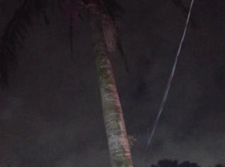 Pé de Coqueiro à Venda em Viamão