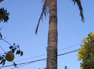 Pé de Coqueiro à Venda