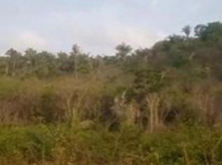 Mandioca Brava Fresca em Codó