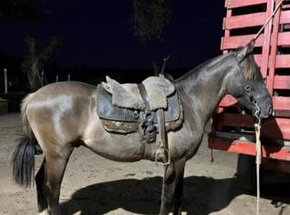 Cavalo Crioulo Castrado Domado - 3 Anos