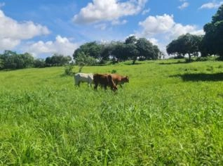 Castanha de Caju – Qualidade Superior