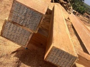 Dormente e Tora de Citriodora em Atibaia