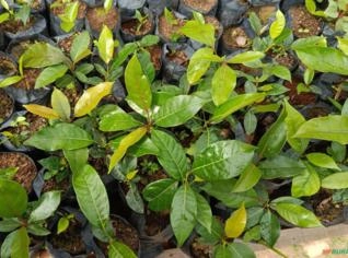 Mudas de Mogno Africano - 20 a 30 cm