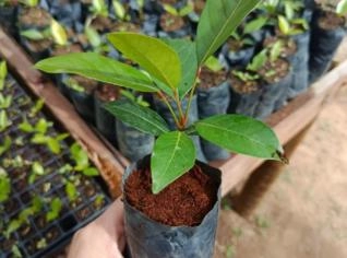 Mudas de Mogno Africano - Prontas para Plantio em MG