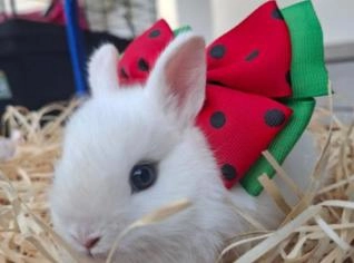 Mini Coelhos Netherland à Venda em Bragança Paulista