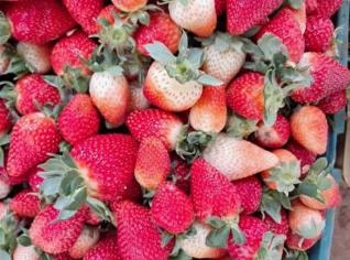 Morango Fresco de Pouso Alegre - Direto da Roça!