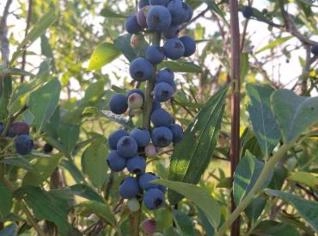 Mirtilo da Serra Fresco - RS