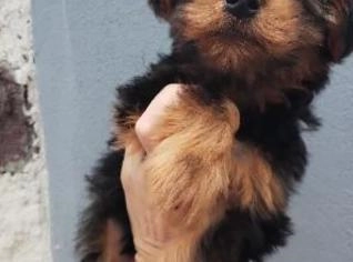 Yorkshire Macho Filhote - Cabo Frio, RJ