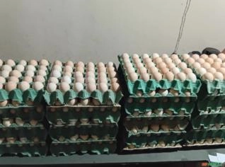 Ovos Caipira Frescos em Dúzia