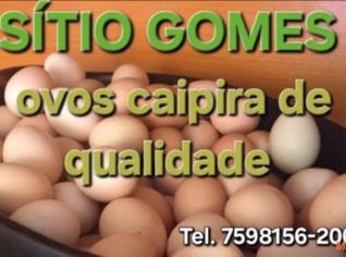 Ovos Caipira Frescos em Dúzia