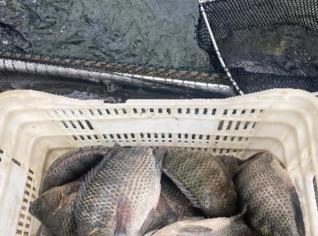 Tilápias Frescas em Santa Cruz Cabrália