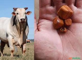 Pedra de Fel Bovina à venda