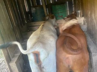 Dupla de Vacas Boas de Cria em Farroupilha - RS