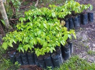 Mudas de Acapu - Alta Qualidade para Reflorestamento