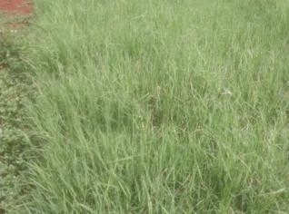 Mudas de Tifton 85 - Bandeja de 200 Unidades