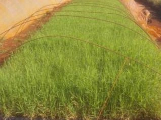 Mudas de Gigs - Bandeja com 200 Mudas