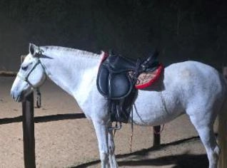 Eguas em Mairiporã - Oferta Imperdível