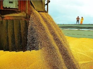 Soja para Exportação - Santos, SP