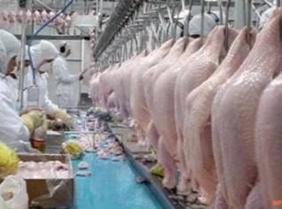 Frango para Exportação - Qualidade e Logística