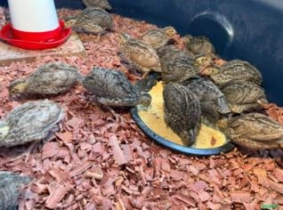 Codorna Macho Japonesa à Venda - RJ