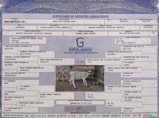 Matrizes Girolando - Alta Produção em SP