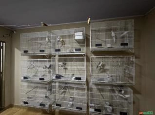 Calopsitas: Casais, Solteiras e Filhotes em Goiânia