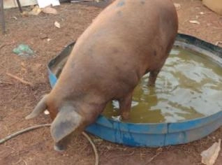 Porca saudável à venda em Araras - SP