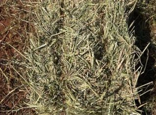 Feno de Aveia 10kg a 12kg para Animais