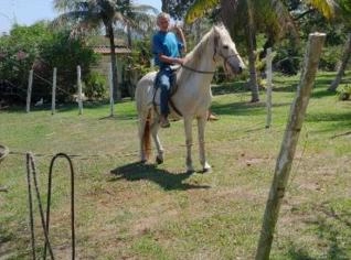 Cavalo Mangalarga - Branco, 10 Anos em Maricá, RJ