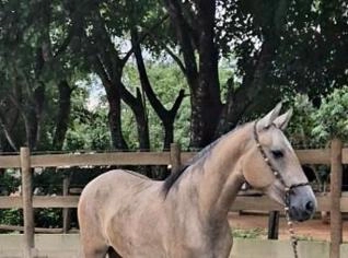 Potra Mangalarga Marchador - Excelente Genética