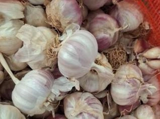 Alho N 3 - 15 Toneladas Disponíveis em São Gotardo