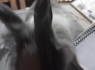 Venda de Coelhos Filhotes em Vila Velha